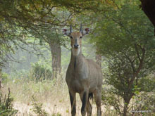 Nilgai - Sawai Madhopur - Inde